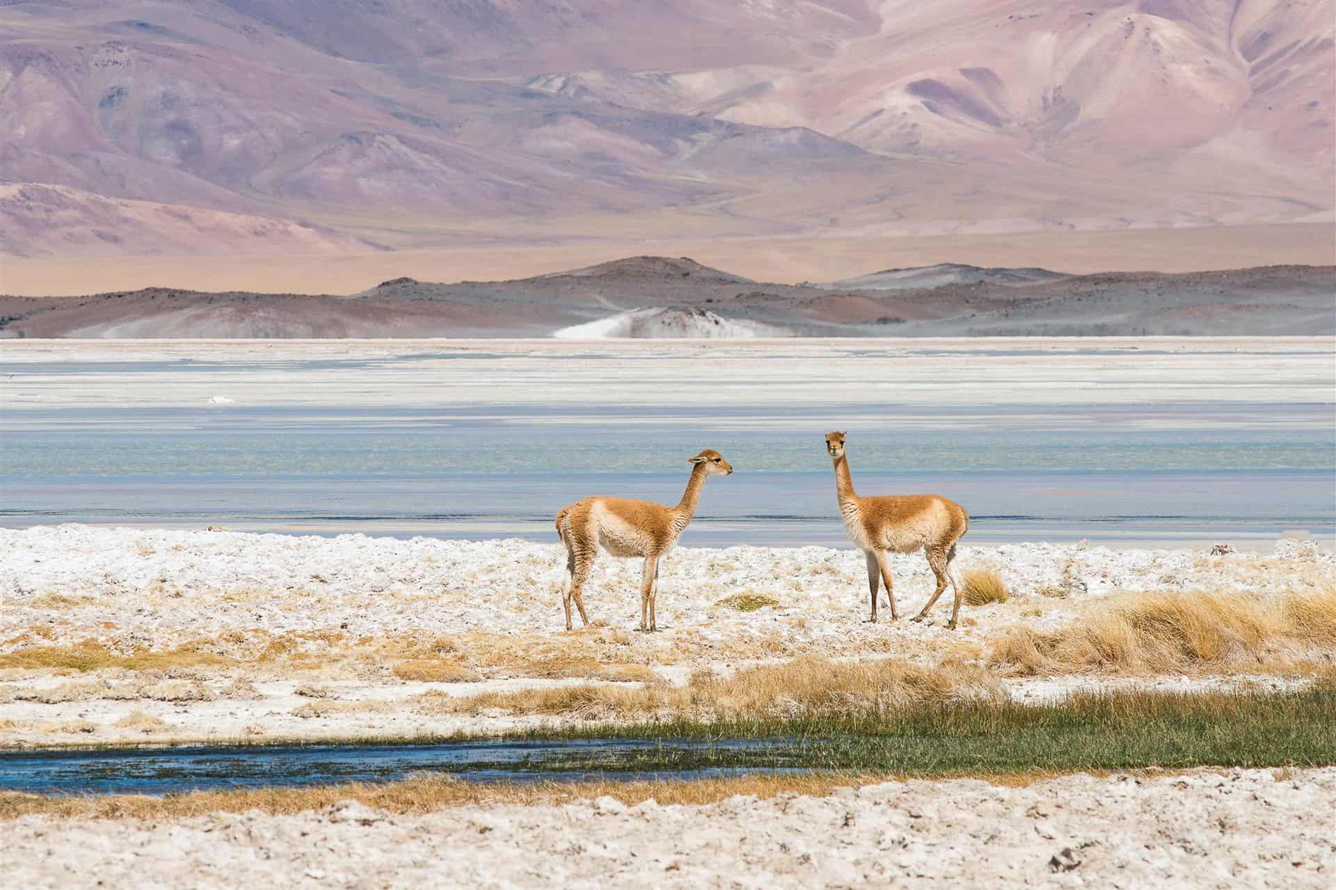 Why you should visit the Atacama Desert in Spring