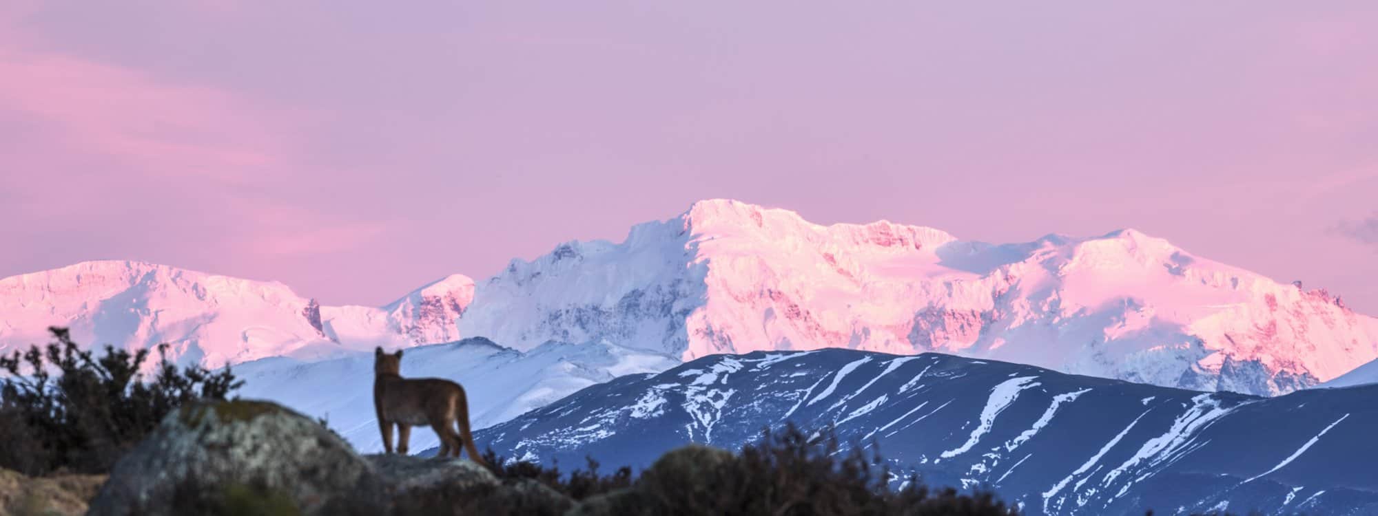A puma looking out at the Patagonia mountain range during sunrise.