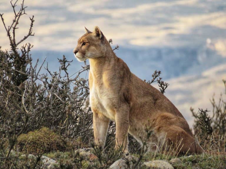 La cabra Billy Implacable eso es todo Patagonian Puma cat, Chile - 10 fun facts
