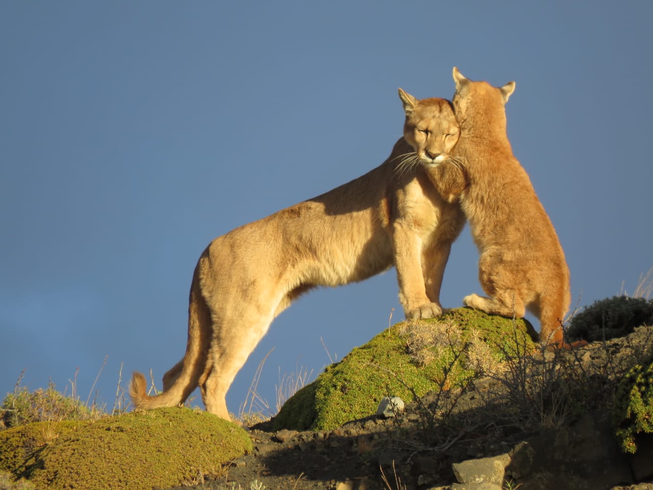 10 Fun Facts about the Patagonian Puma -