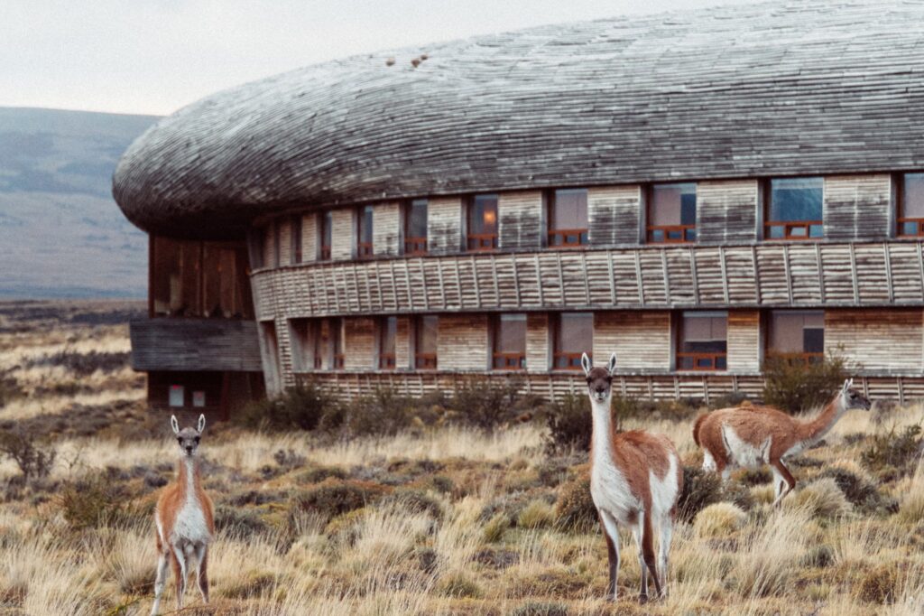 Guanacos grazing outside of Tierra Patagonia.