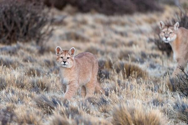 A puma mother and cub seen on a Tierra Patagonia guided conservation tour.