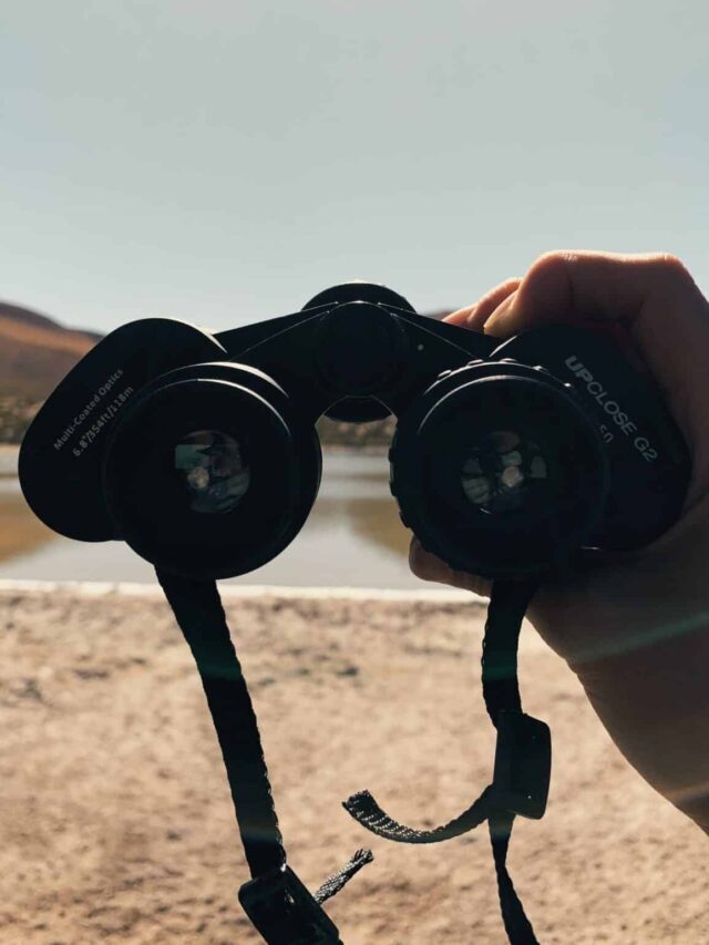 Birdwatching en el desierto de Atacama