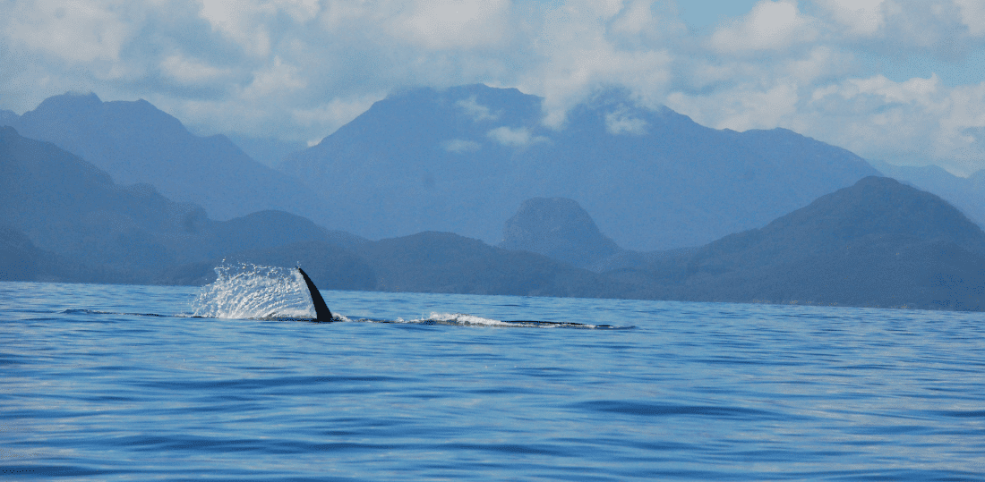 A whale breaching the ocean surface with Chiloean mountains in the background.