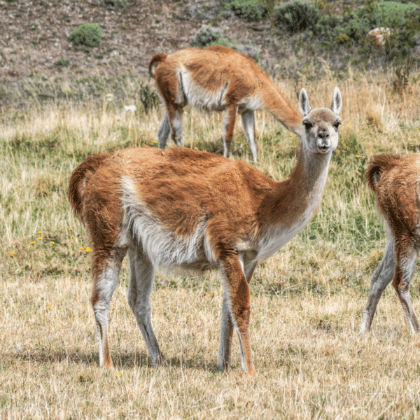 Three wild guanacos seen on Tierra Patagonia guided tours.
