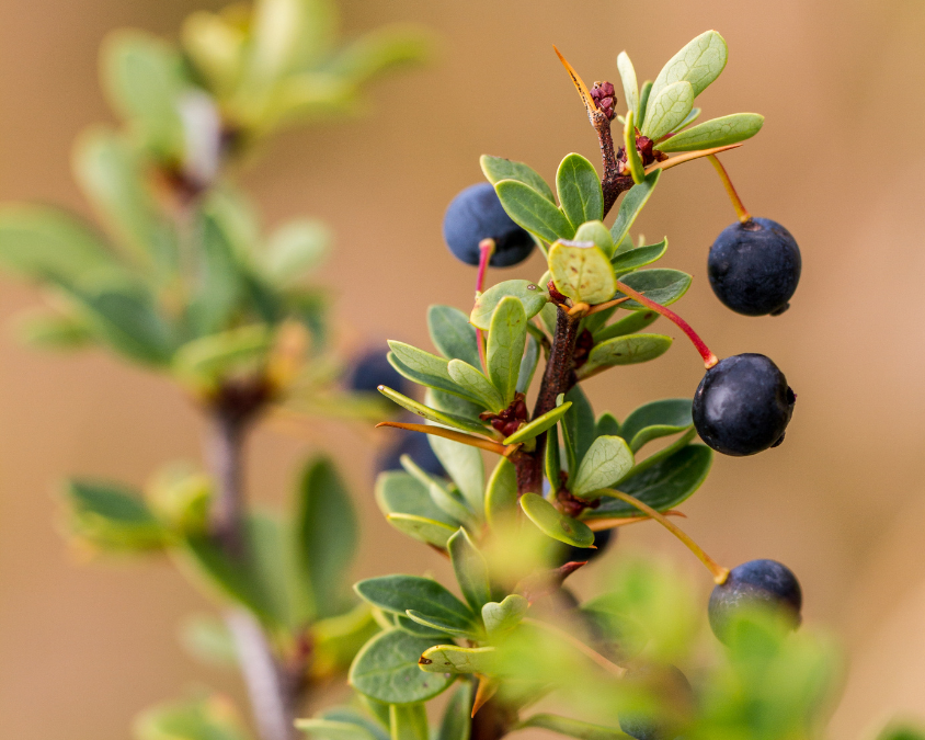 A branch of a green shrub with blue calafate berries.